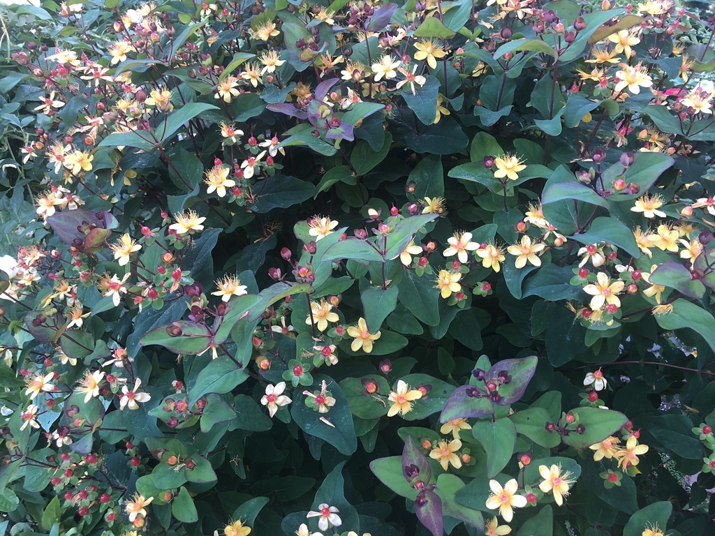 Tutsan from NW 14th St, Corvallis, OR, US on June 28, 2024 at 07:26 PM ...