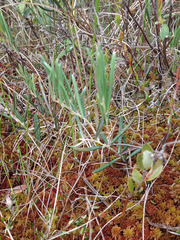 Andromeda polifolia glaucophylla