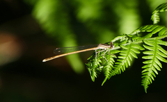 Platycnemis acutipennis