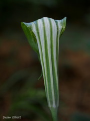 Arisaema stewardsonii