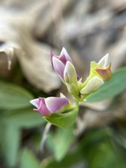 Rhinotropis cornuta, photograph Kristen Nelson, CC0, iNaturalist via GBIF