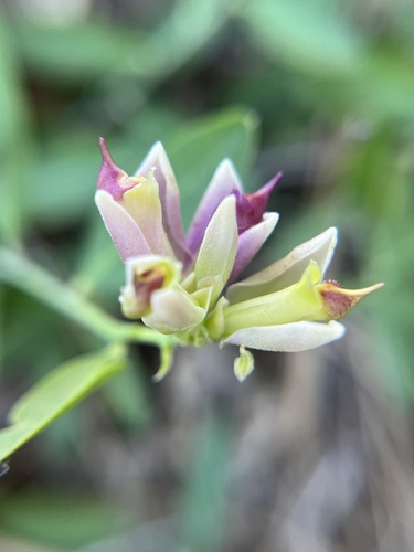Rhinotropis cornuta, photograph 4