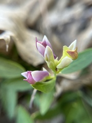 Rhinotropis cornuta, photograph Kristen Nelson, CC0, iNaturalist via GBIF