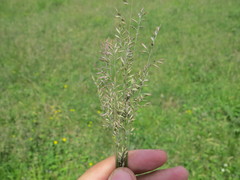 Festuca valesiaca