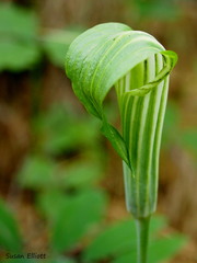 Arisaema stewardsonii