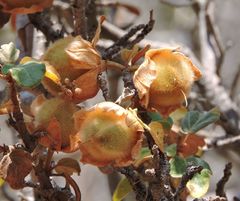Fremontodendron californicum