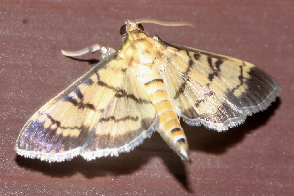 Ategumia matutinalis