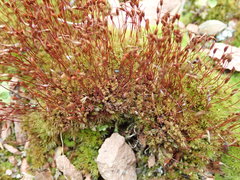 Ceratodon