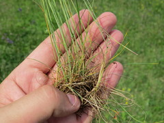 Festuca valesiaca