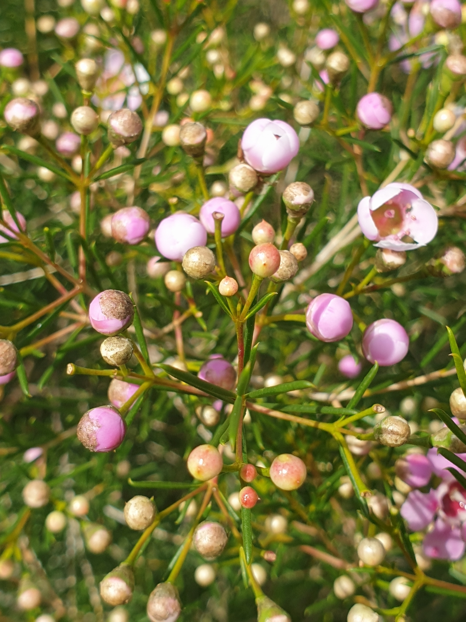 Imagem de Flor-de-cera