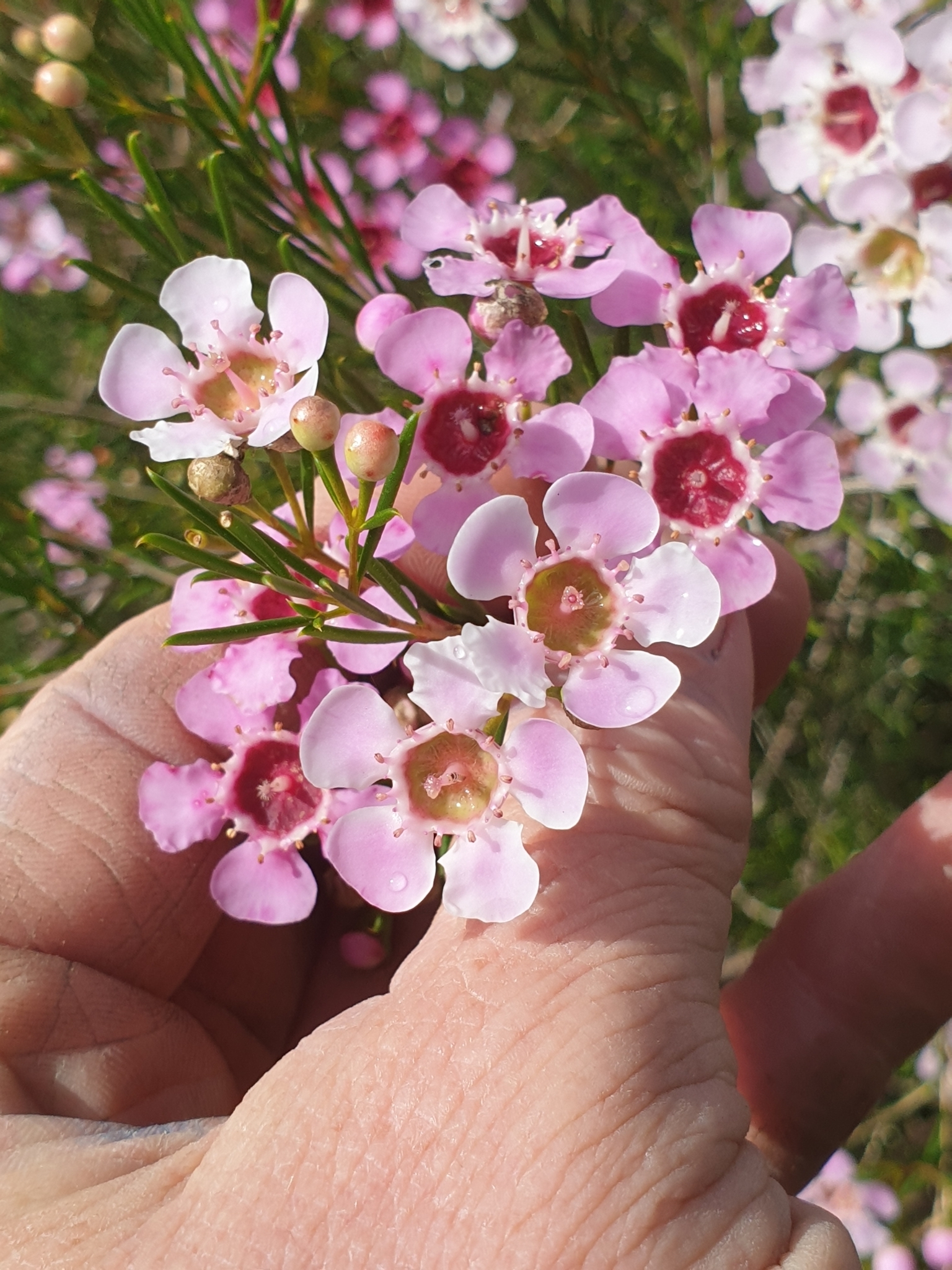 Imagem de Flor-de-cera
