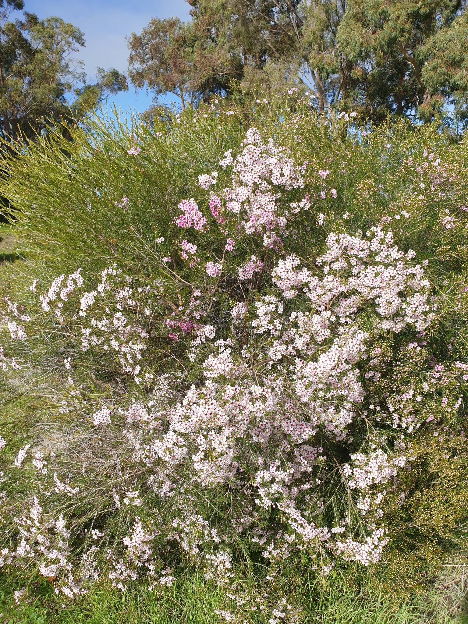 Imagem de Flor-de-cera