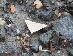 Chytolita morbidalis