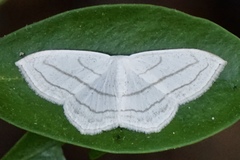 Scopula ordinata