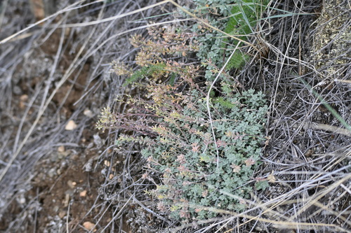 Odontarrhena obovata