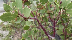 Arctostaphylos patula
