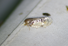 Henricus edwardsiana