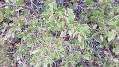 Arctostaphylos patula