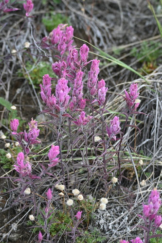 Image of Castilleja raupii by (c) Syd Cannings, some rights reserved (CC BY)
