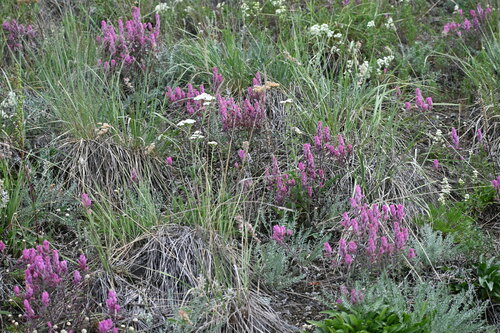 Image of Castilleja raupii by (c) Syd Cannings, some rights reserved (CC BY)