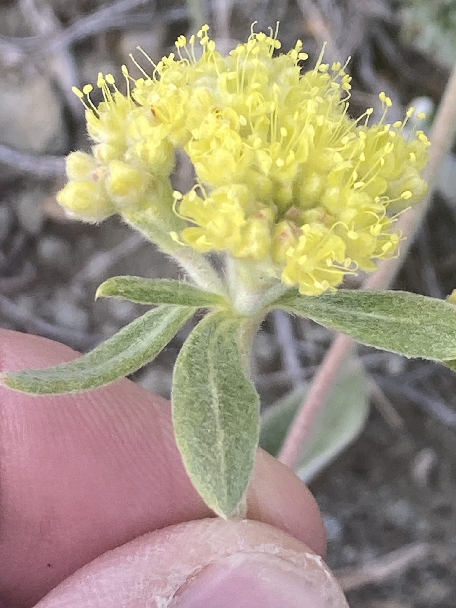 Eriogonum flavum