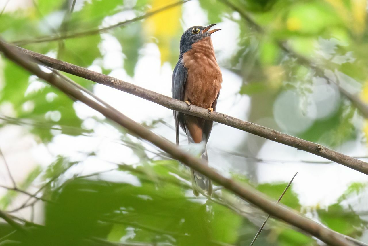 Chestnut-breasted Cuckoo (Cacomantis castaneiventris), photo 4