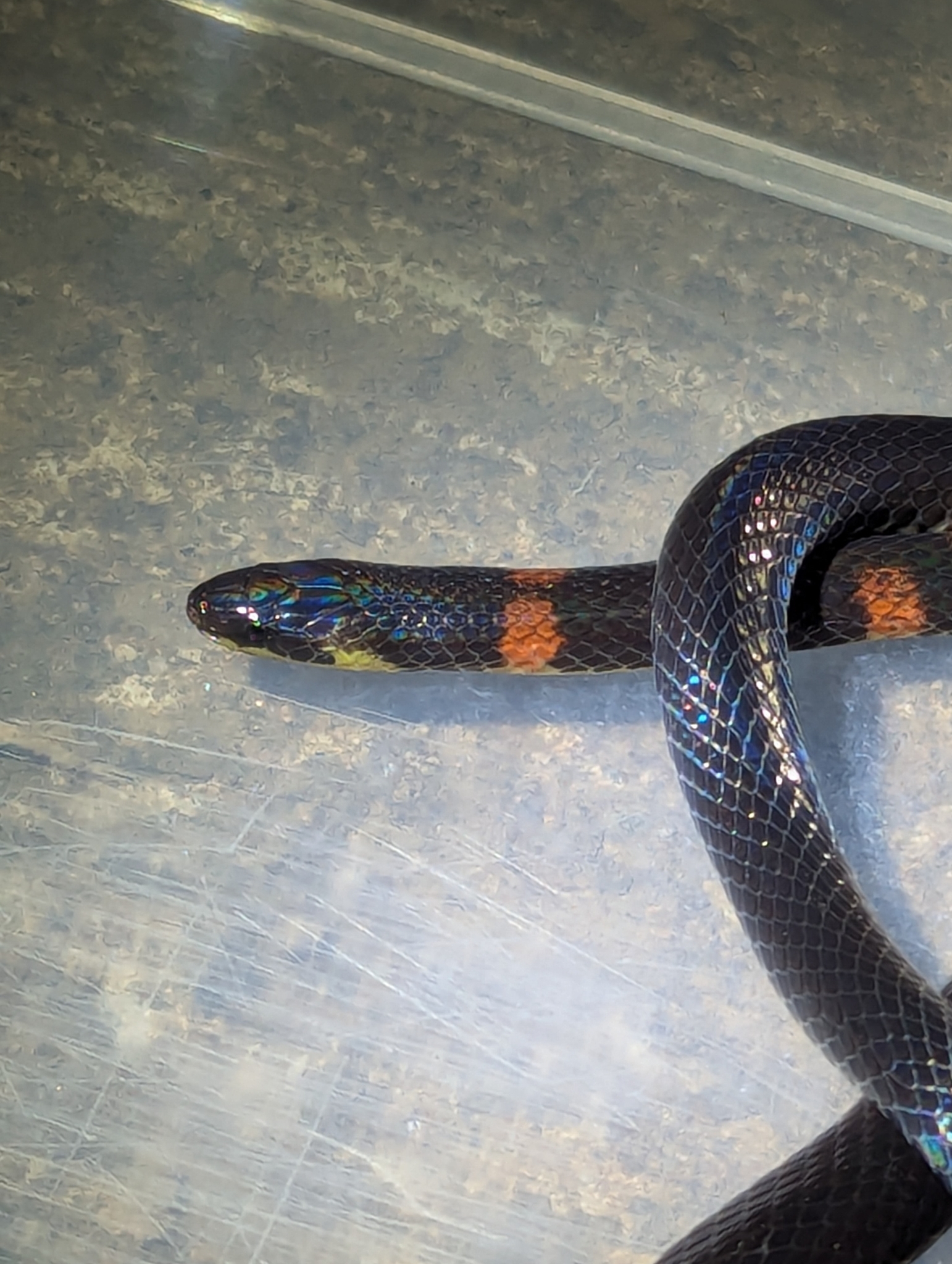 Despax's Ground Snake photo 6