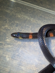Despax's Ground Snake photo 4