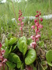 Pink Wintergreen - Photo (c) Владимир Бурый, some rights reserved (CC BY-NC), uploaded by Владимир Бурый