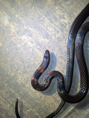 Despax's Ground Snake photo 5