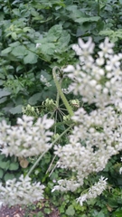Heracleum sphondylium