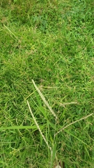 Paspalum virgatum