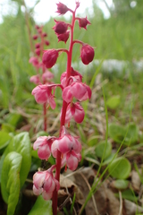 Pyrola asarifolia incarnata