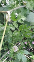 Heracleum sphondylium