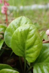 Pyrola asarifolia incarnata