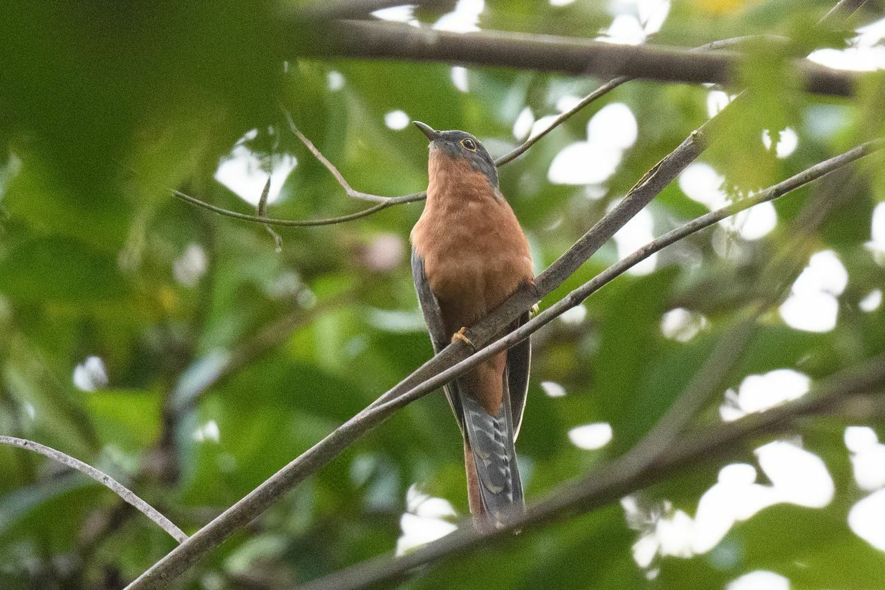 Chestnut-breasted Cuckoo (Cacomantis castaneiventris), photo 5