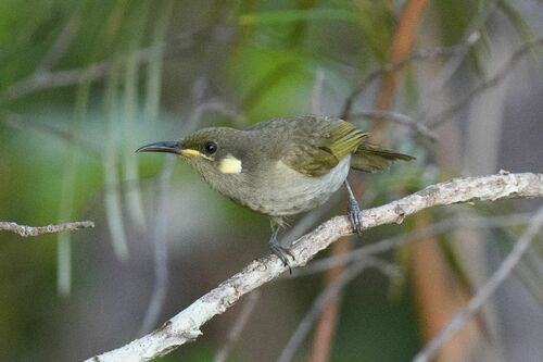 Graceful Honeyeater (Meliphaga gracilis), photo 3