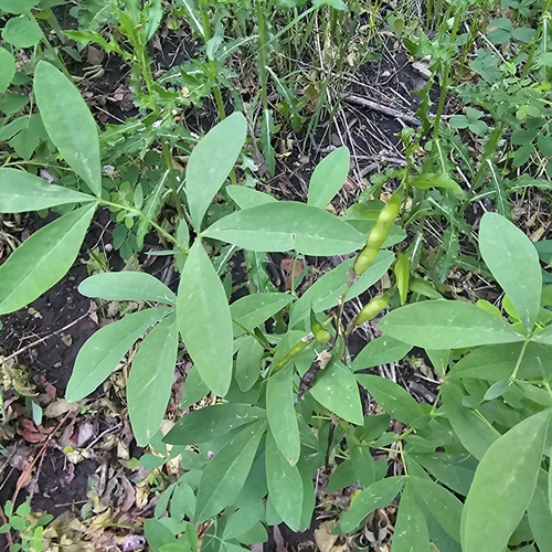 Image of Thermopsis montana by (c) Indio Brown, some rights reserved (CC BY)