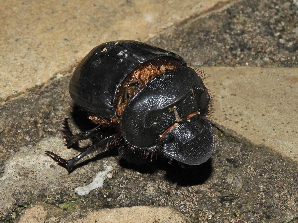 Heliocopris japetus from Keekorok, Kenya on January 19, 2024 at 07:38 ...