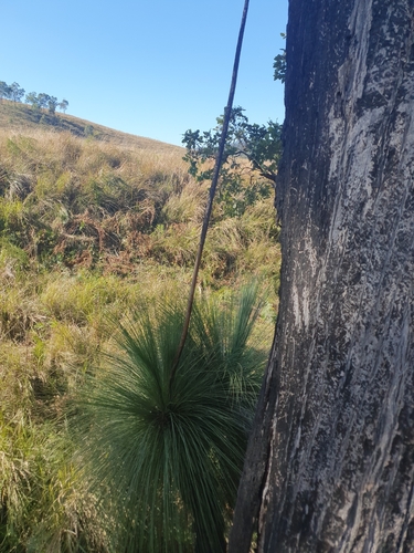 Image of Xanthorrhoea glauca by (c) M Howe, some rights reserved (CC BY)