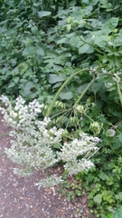 Heracleum sphondylium