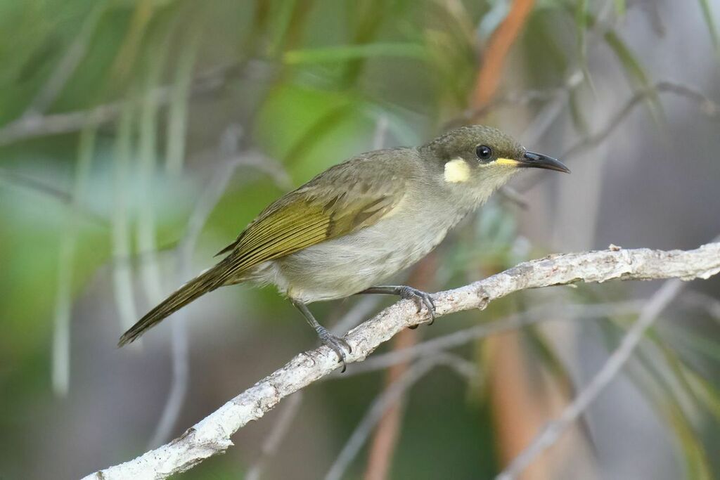 Graceful Honeyeater (Meliphaga gracilis) photo