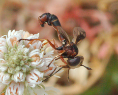 Physocephala vittata
