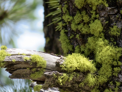 iNaturalist observation photo of wolf lichen