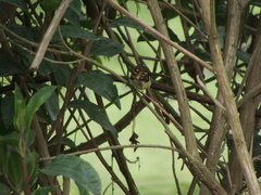 Phyllomyias uropygialis