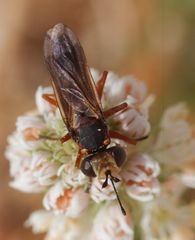Physocephala vittata