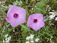 Ipomoea cordatotriloba cordatotriloba