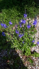 Veronica austriaca