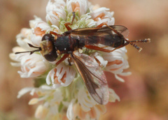 Physocephala vittata