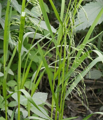 Glyceria alnasteretum iNat (2)